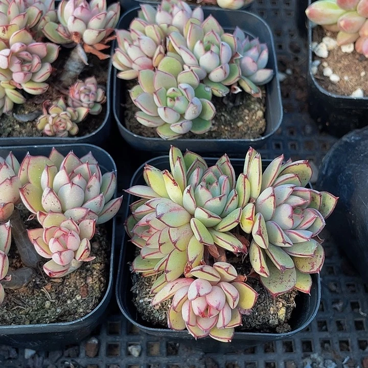 灰姑娘群2.8带盆