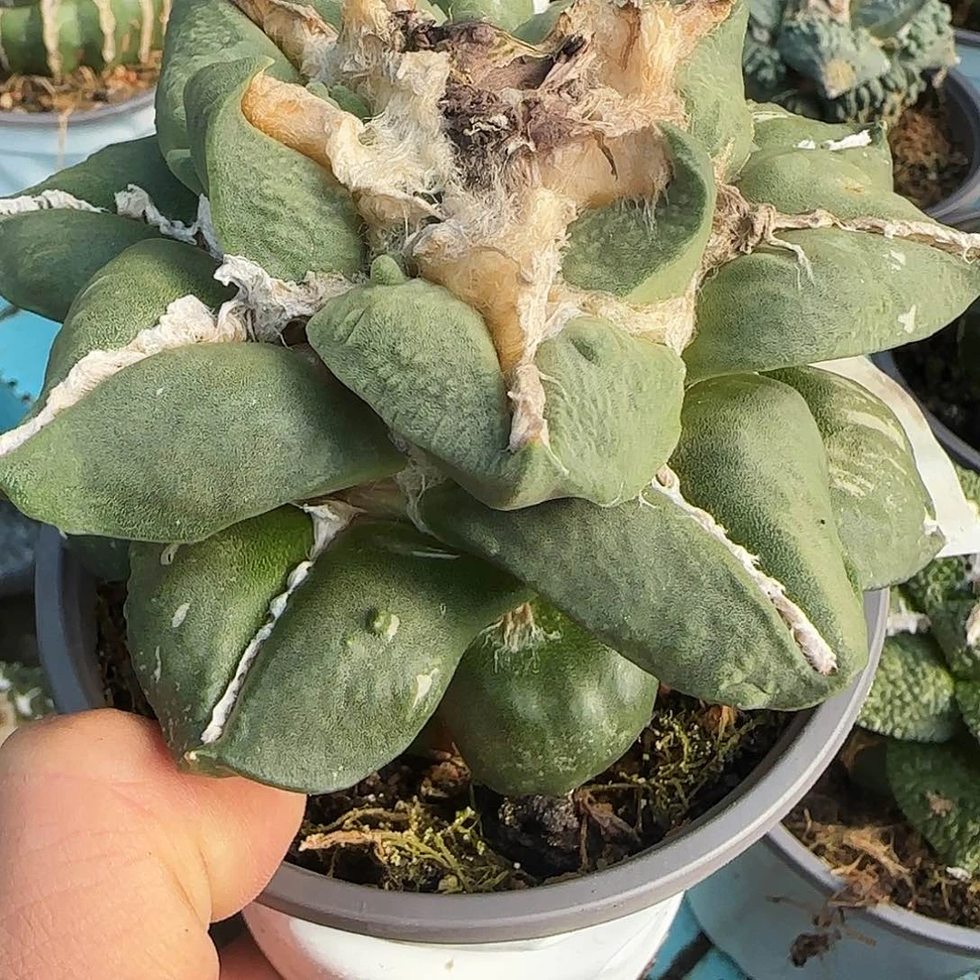 大龙怒261仙人球开花