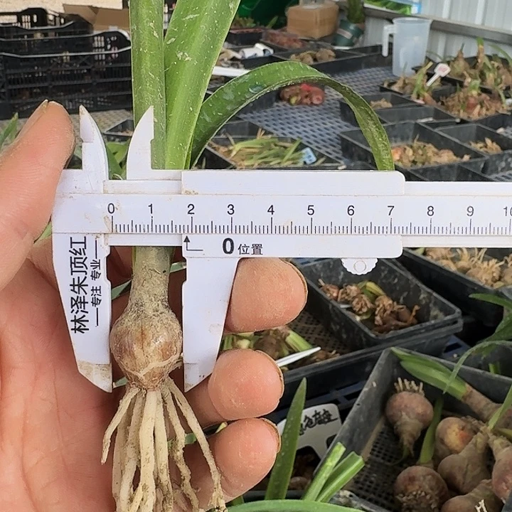 番木瓜朱顶红一棵1.8