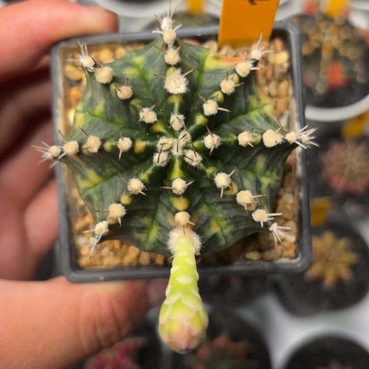 134-1123泰国发货多肉