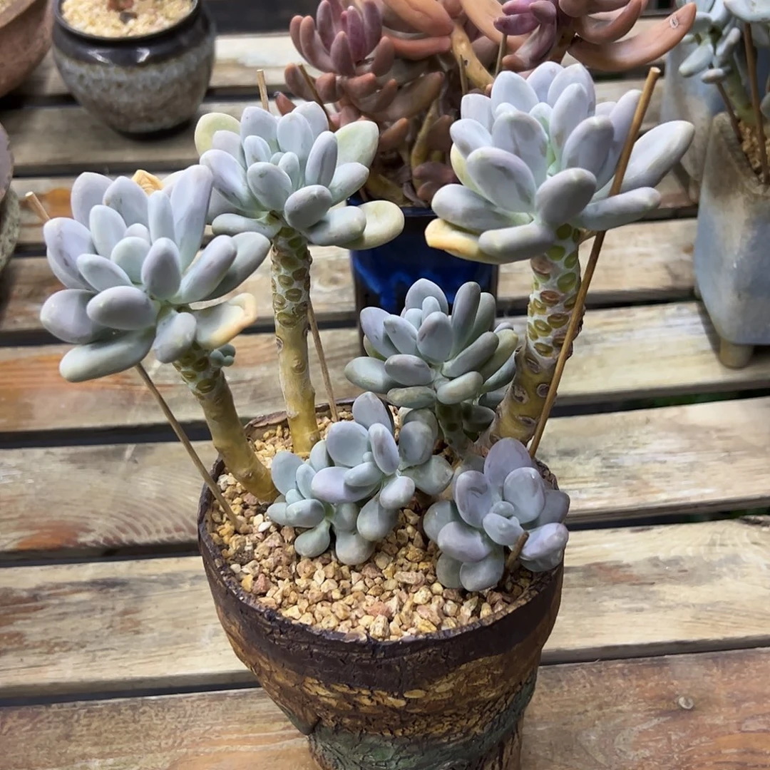 冷美人28 零零多肉植物
