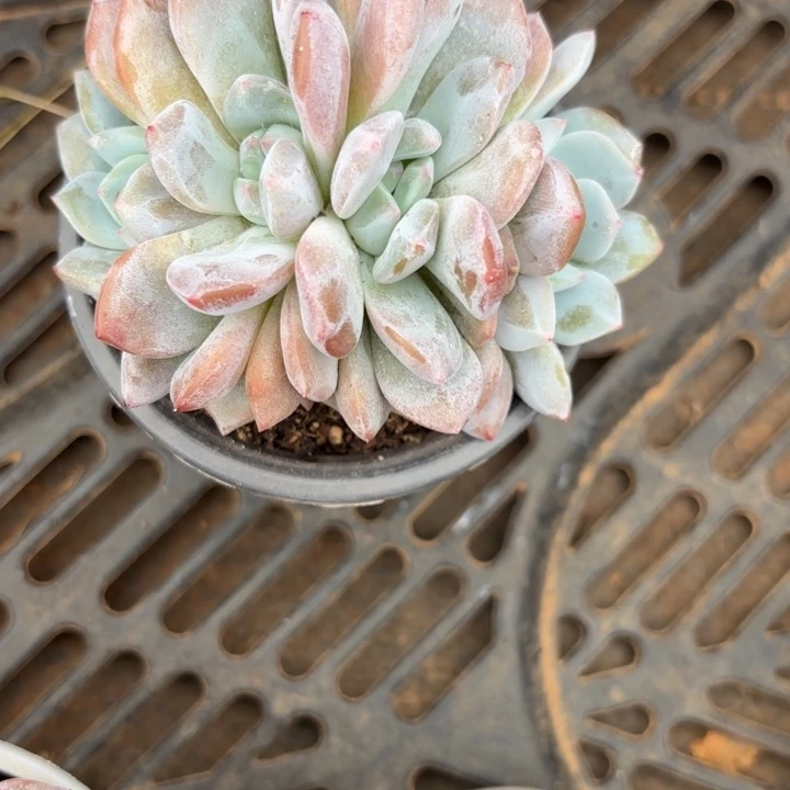 星影朵朵缀111111111