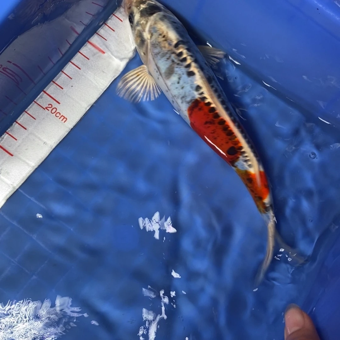 锦鲤冷水锦鲤包邮