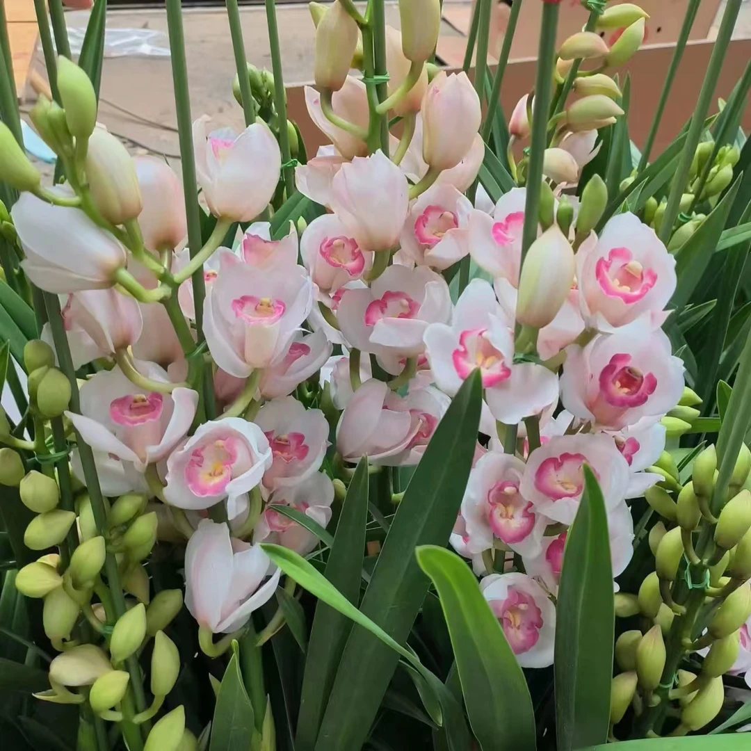 【诱惑 】 大花蕙兰年宵花 绿植盆栽花卉室内客厅好养易活带盆发货