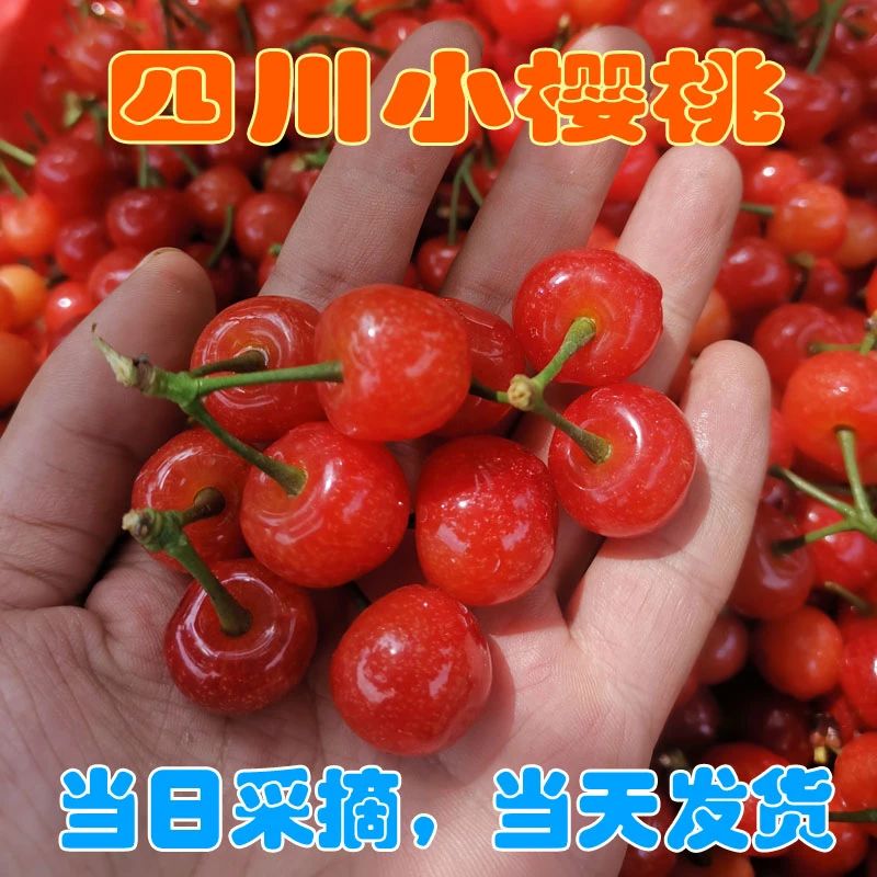 四川小樱桃2斤中大果正宗贾家土樱桃新鲜水果当日采摘顺丰包邮