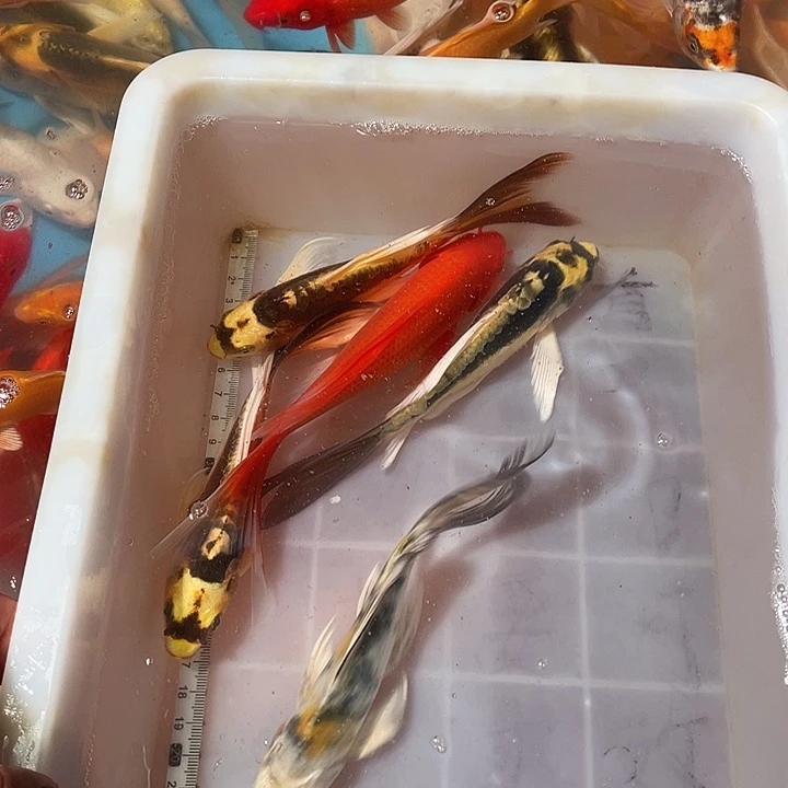 蝴蝶鲤鱼渔场直发87