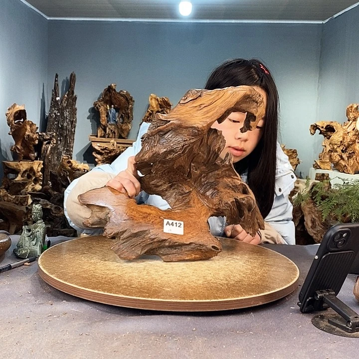 茶盏桐*412株木的随行的根艺