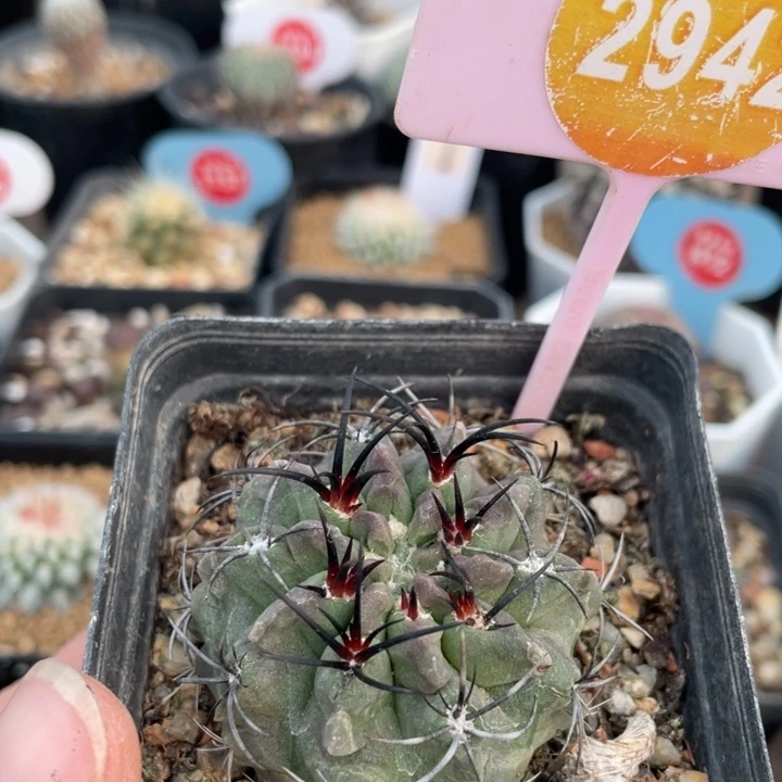 实生素玉294200000