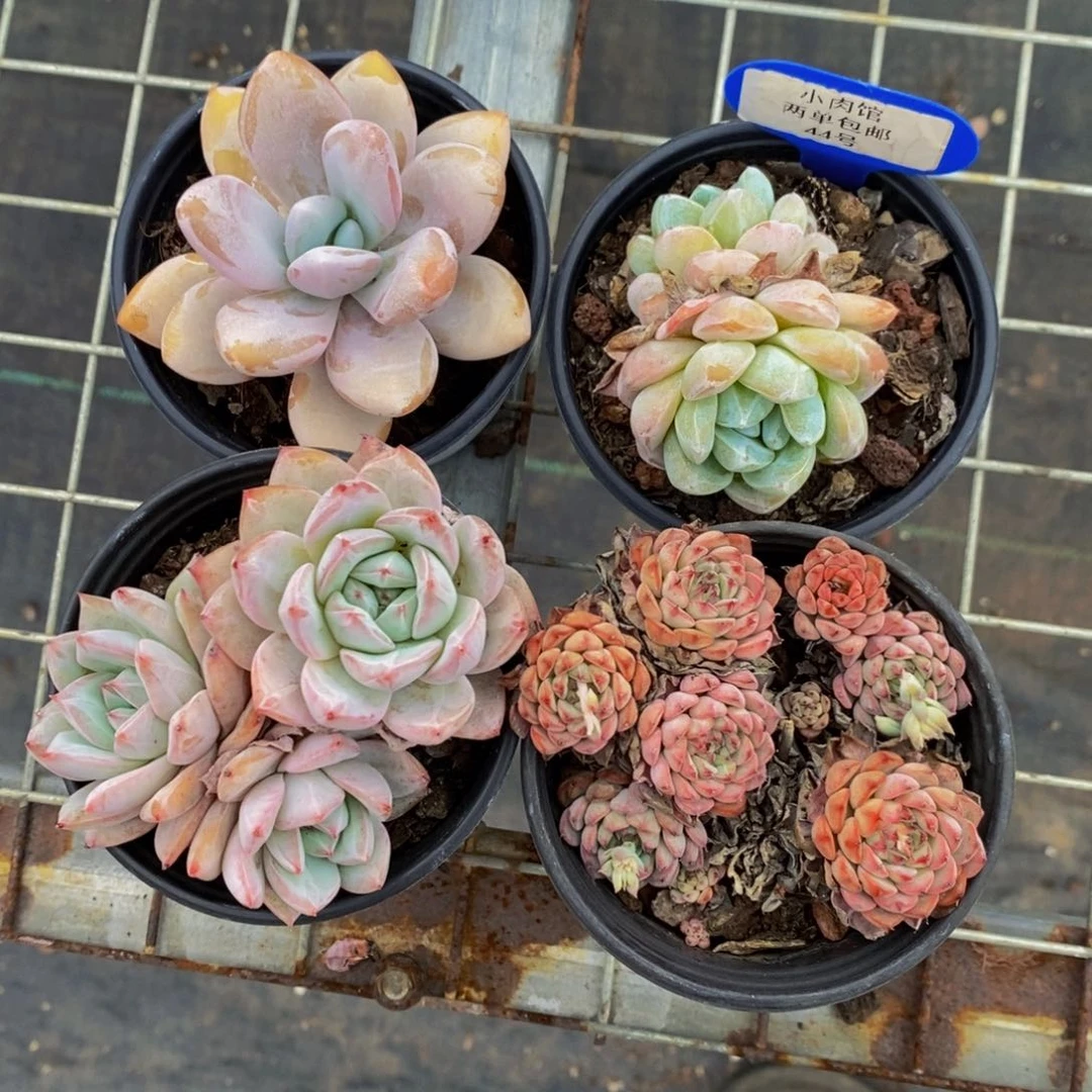 44-精品母本美肉四个