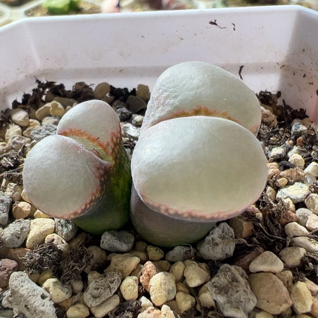 紫体粉白窗 厚翻窗 好看17