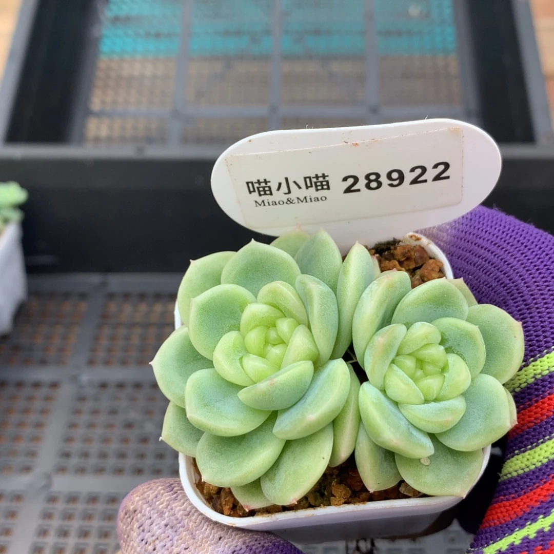 *****多肉植物杂交珍妮