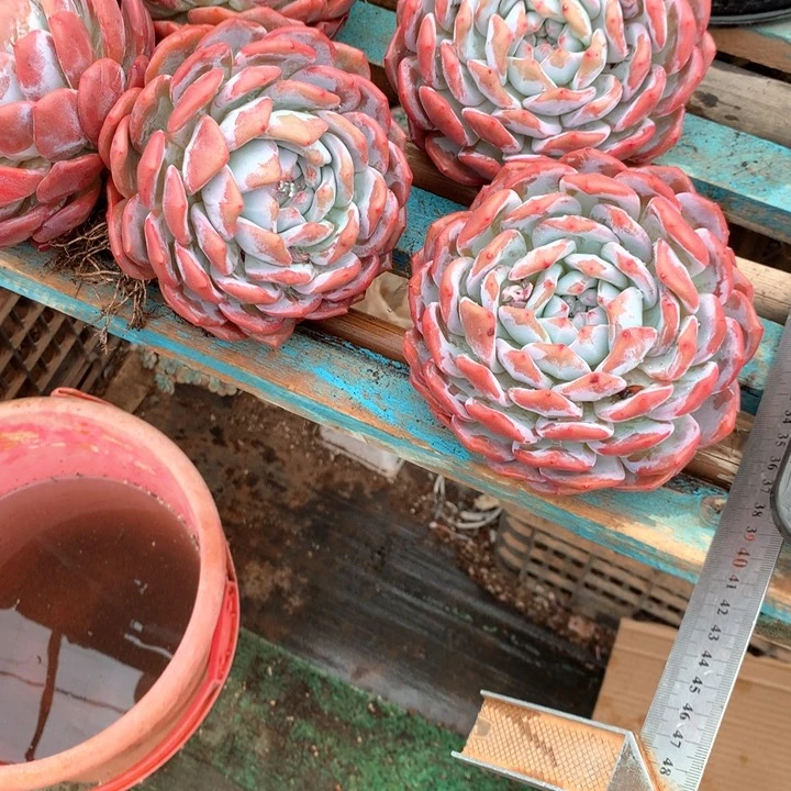 180盆老桩星影橙梦露16.8一颗