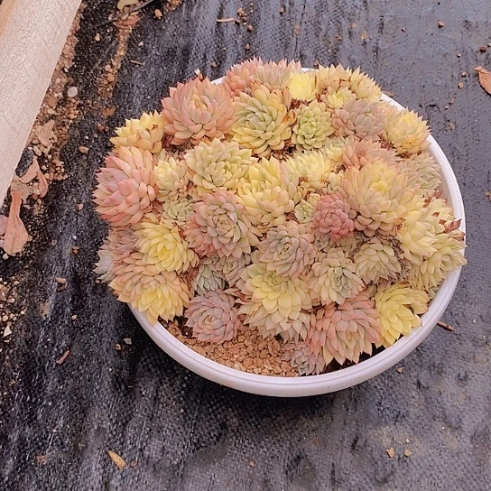 无花朵Y*n女雏锦