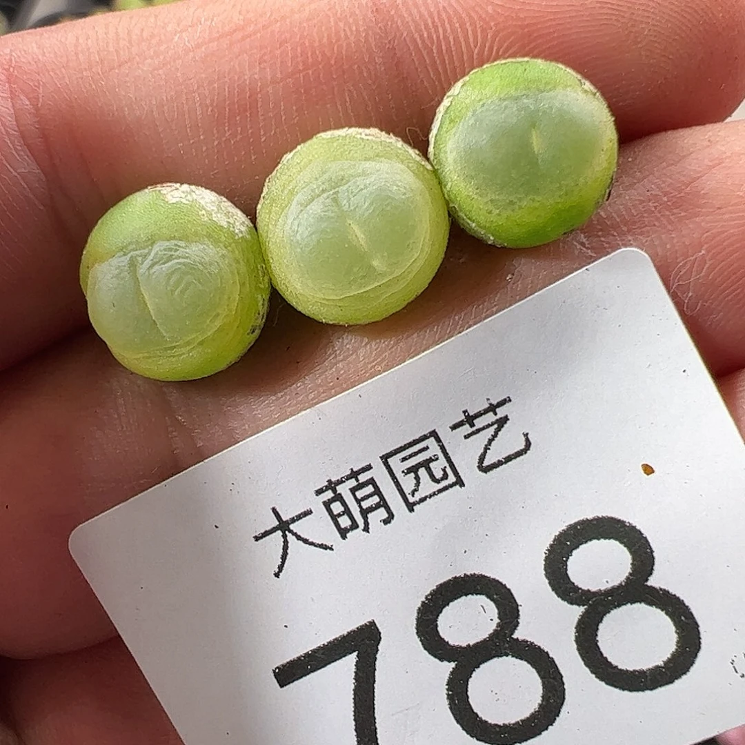 一物一拍。        788