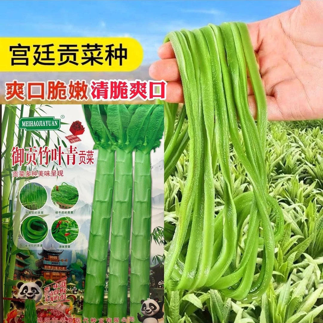 御贡竹叶青贡菜种子清香脆嫩可风干 炒 煮 凉拌 腌制均可