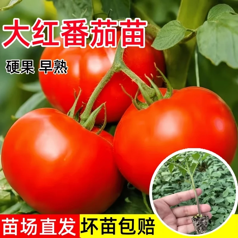 大红番茄苗老品种西红柿秧苗大粉毛粉柿子树四季种阳台盆栽水果苗