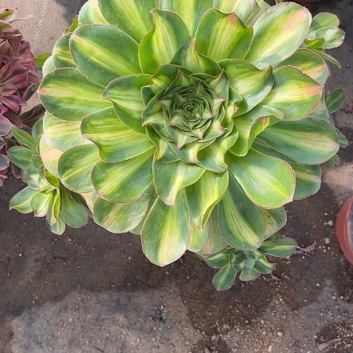 多肉植物燕姿中班锦…………