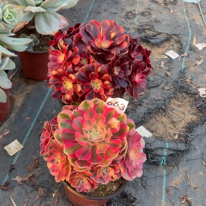 粉女巫，美杜莎多肉不包损663