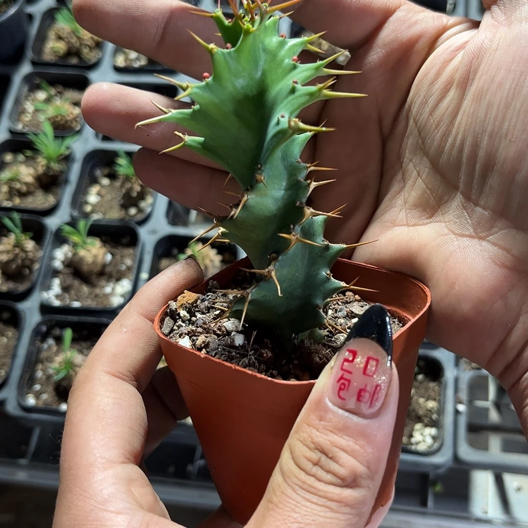 精选旋转麒麟有根发货有根