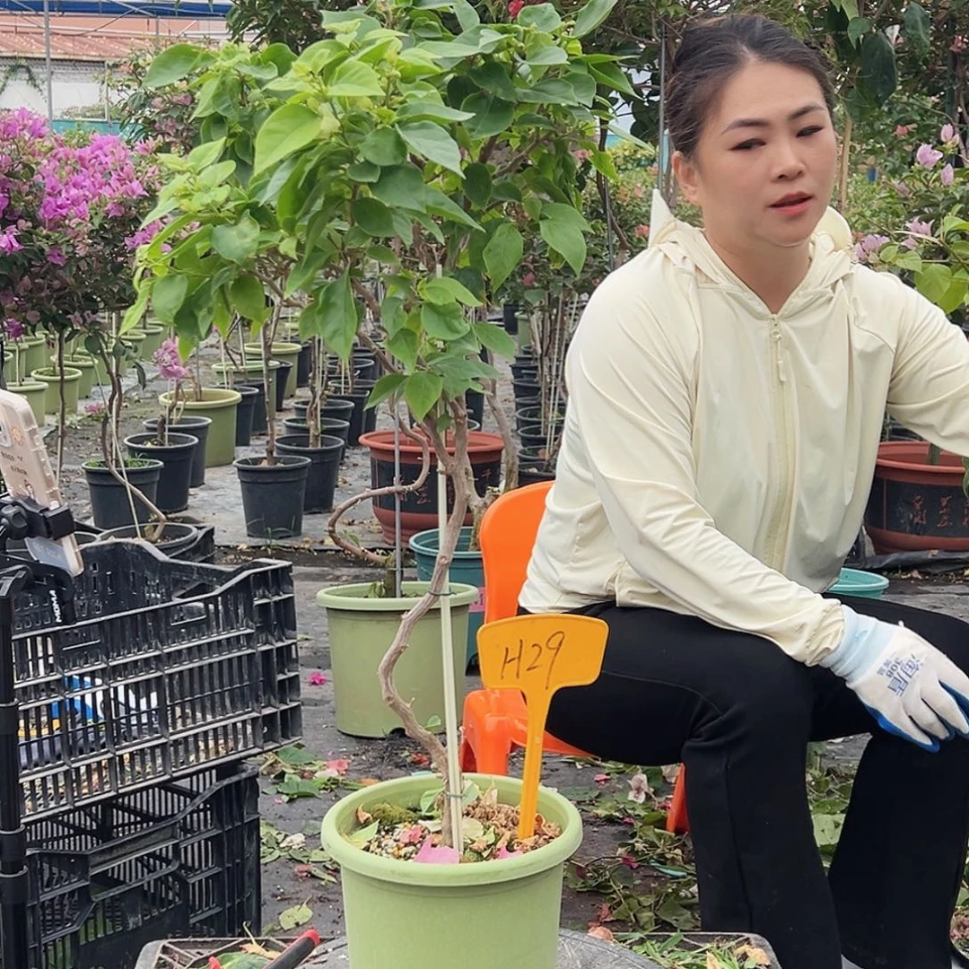 X***9大部分花苞少量开放H29白狐狸