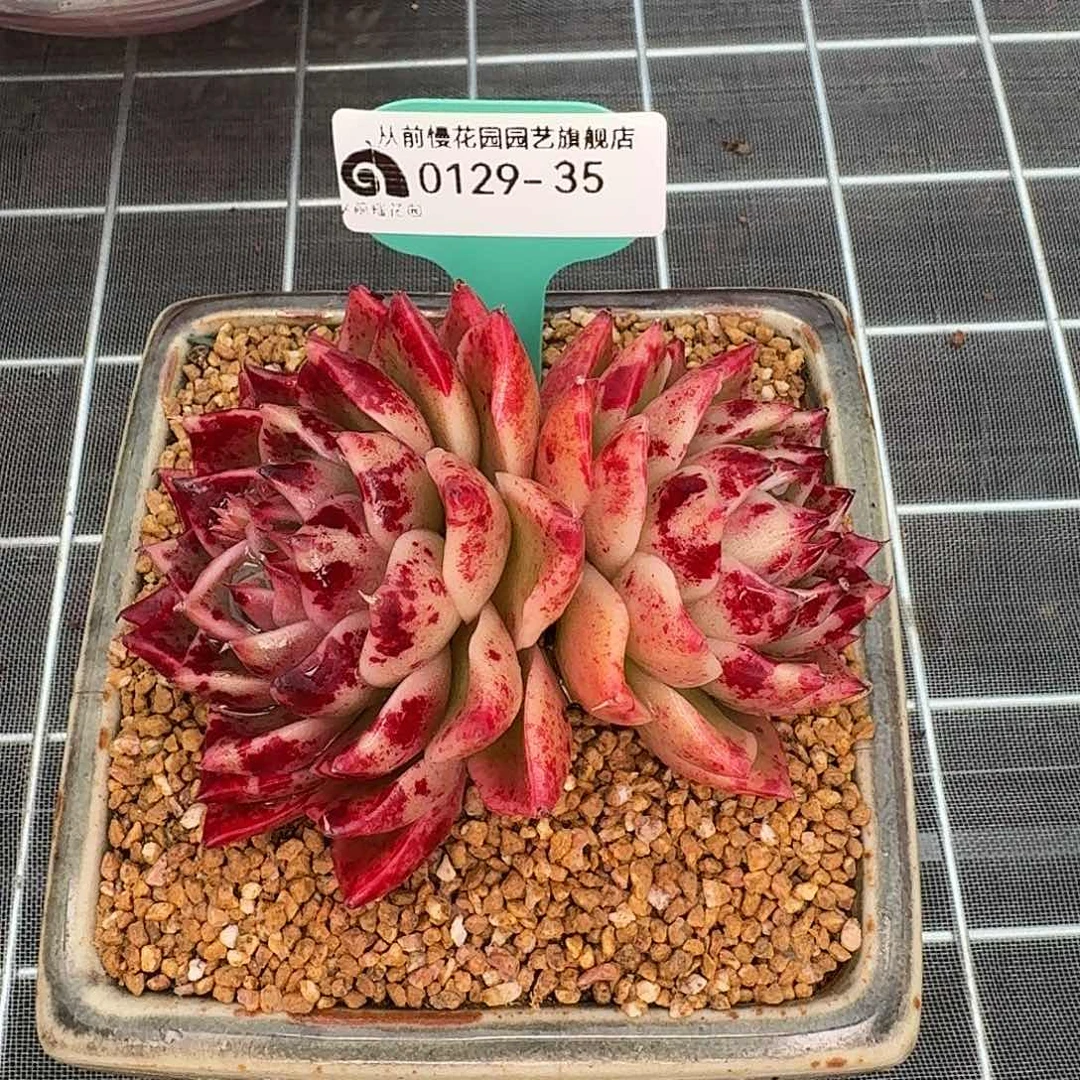 从前慢花园多肉0129-35