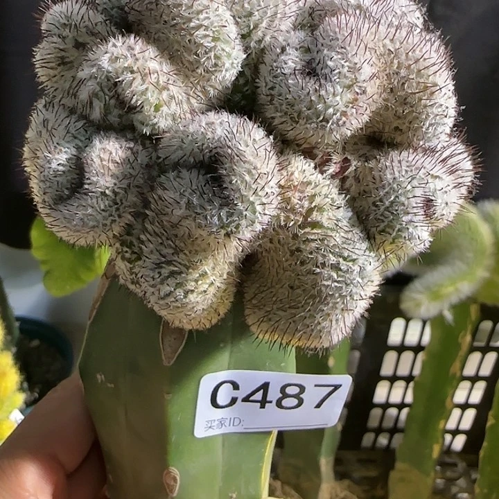 夕嫁接直刺佩雷缀化487