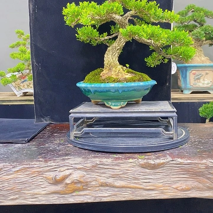 无花朵黄杨盆景四季常青