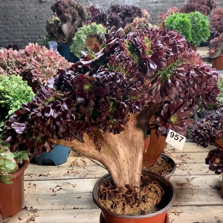 957欧紫缀多肉法师