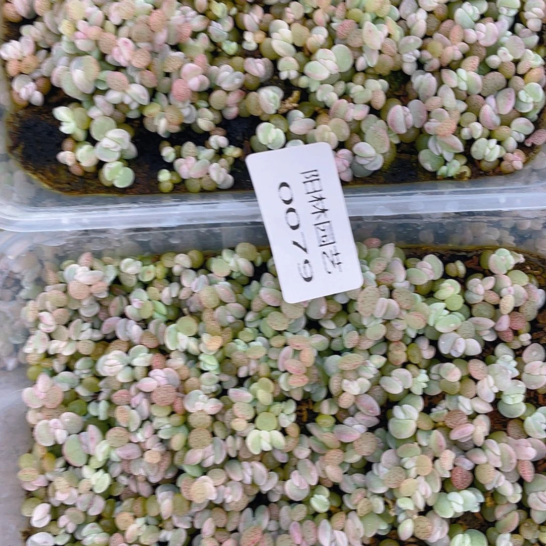 雪***饼多肉植物多肉植物79