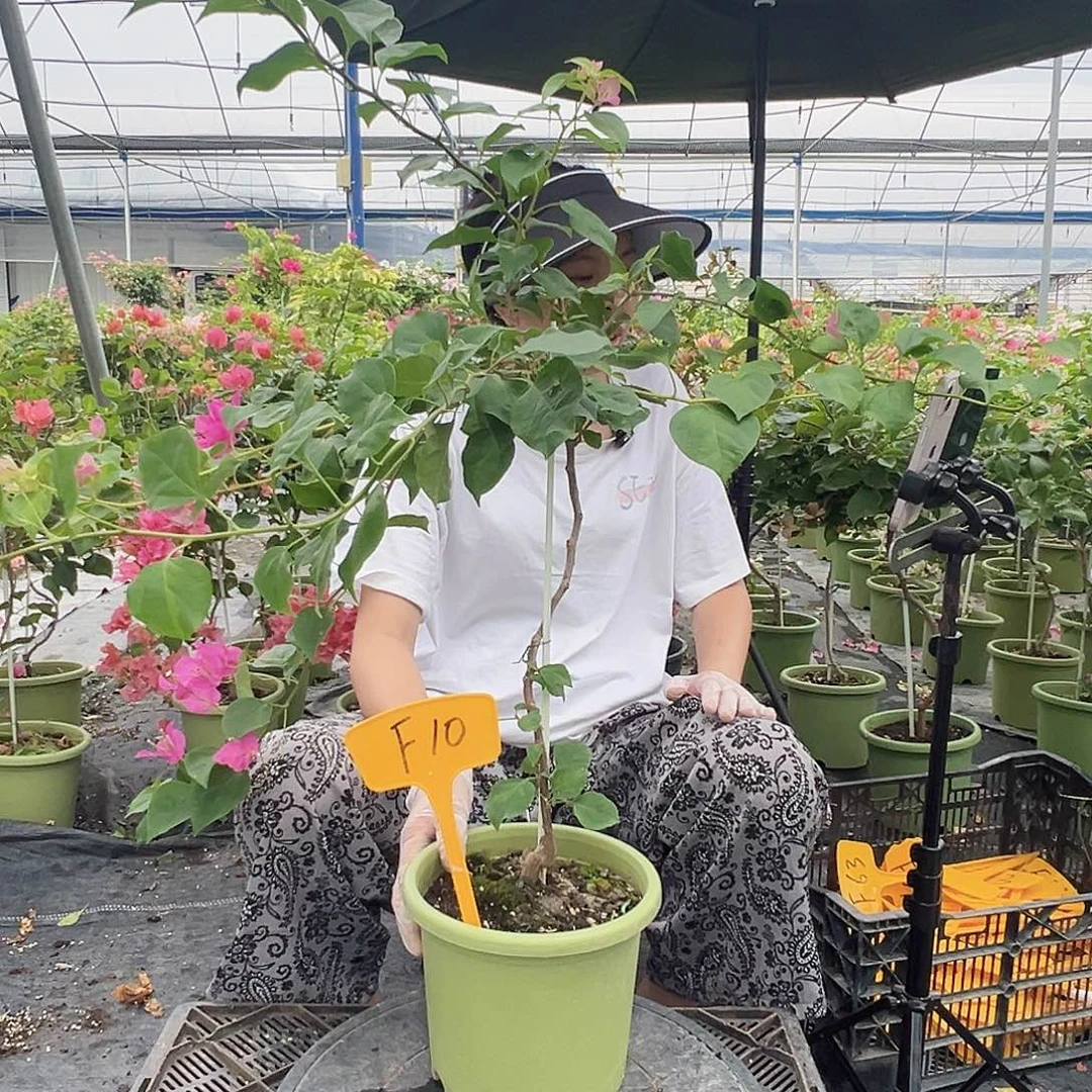 何***人当前无花栽培后可以开花F10暗斑宫粉