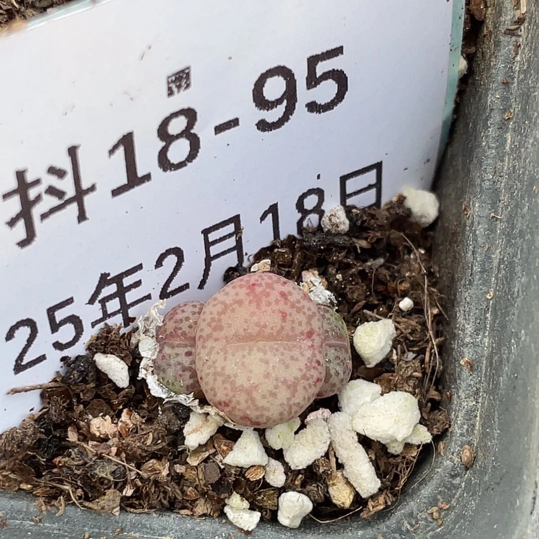 18-95金桔多肉植物