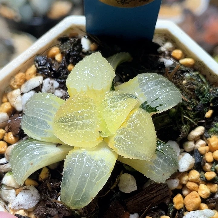 559糊斑天空之境金一物