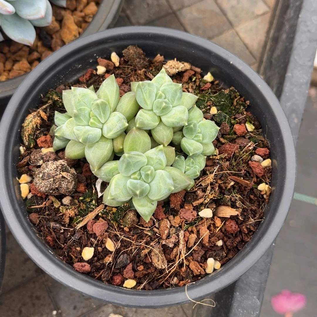 多肉植物多肉植物