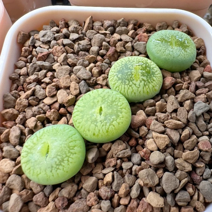 94多肉植物生石花绿光阳一颗