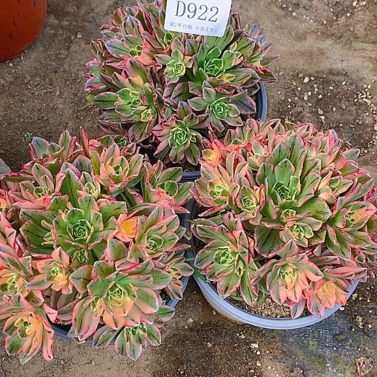 922甜茶多肉3颗发货叶片有黑斑