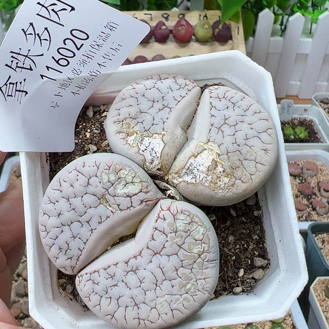 116020/荒玉大母本带盆发