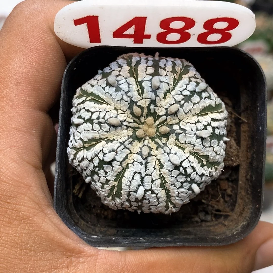 1488福利特价咯啦
