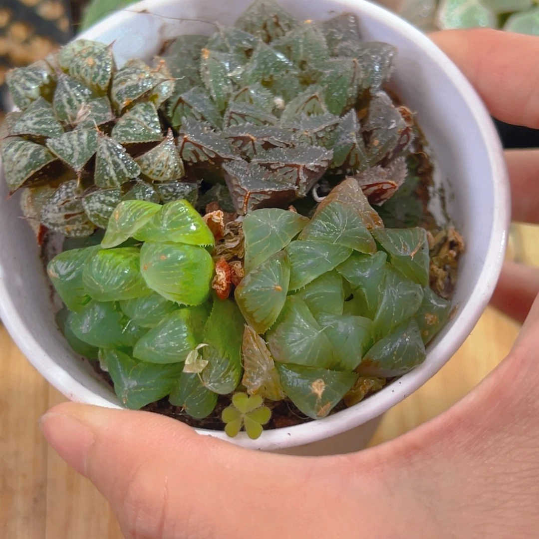 蓝****）万象盆拼盘玉露1