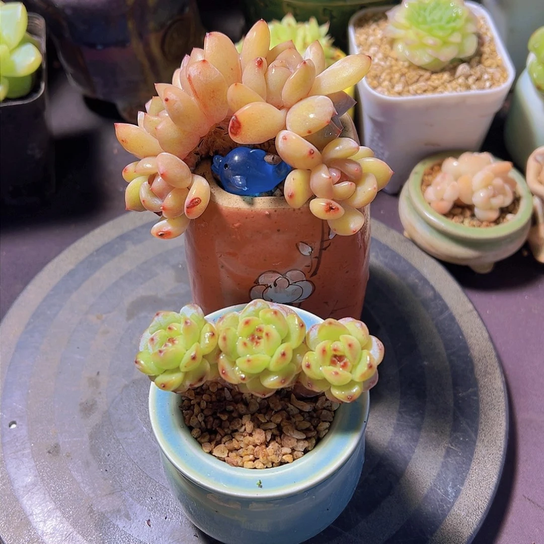 咕***～多肉植物，多肉植物，