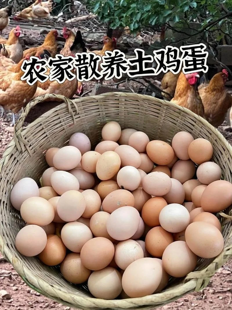 山林散养土鸡蛋新鲜营养健康赠送杂粮煎饼