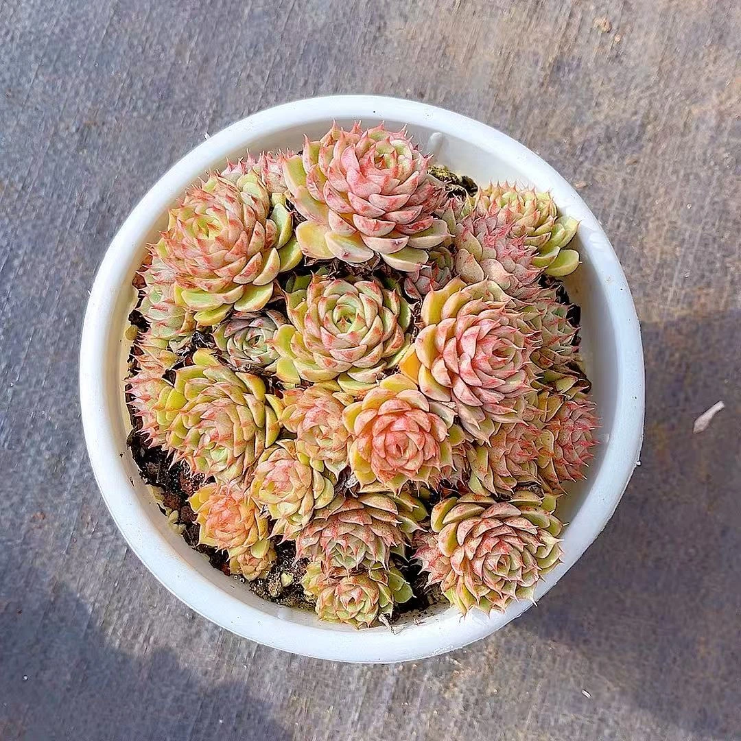 满15包邮（精品笨吧）多肉绿植 吸甲醛 防辐射 净化空气