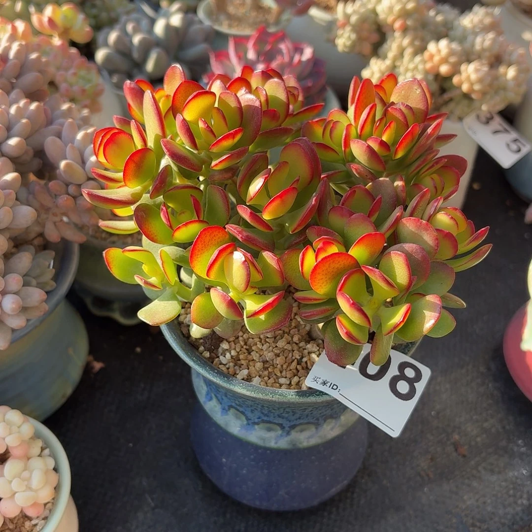 束***星摇钱树多肉带盆发货408