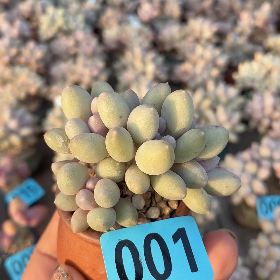溜溜球 脱土发货 4口盆