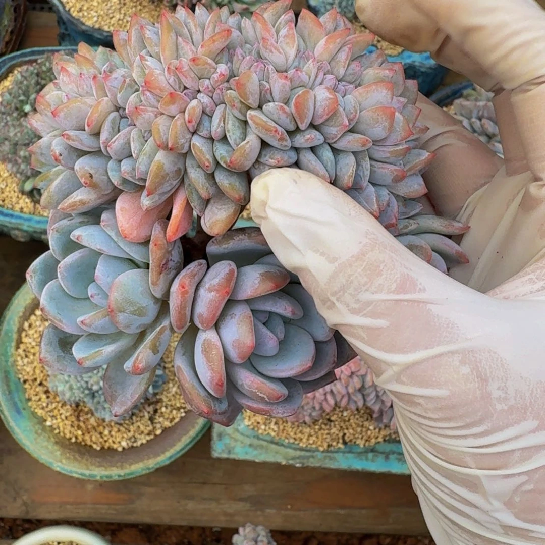 梵*一物一拍不退不换