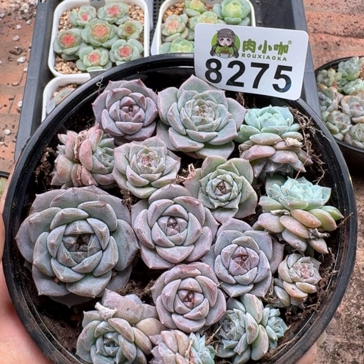 多肉植物多肉植物