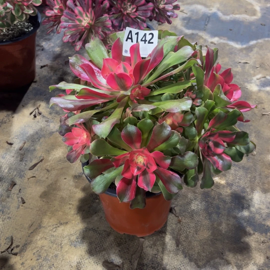 多肉植物香妃142多肉