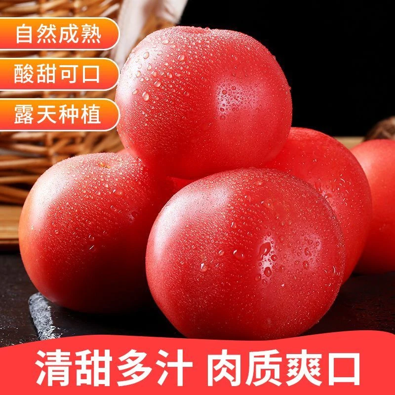 正宗露天农家硬粉沙瓤番茄西红柿蔬菜新鲜番茄新鲜采摘自然熟包邮