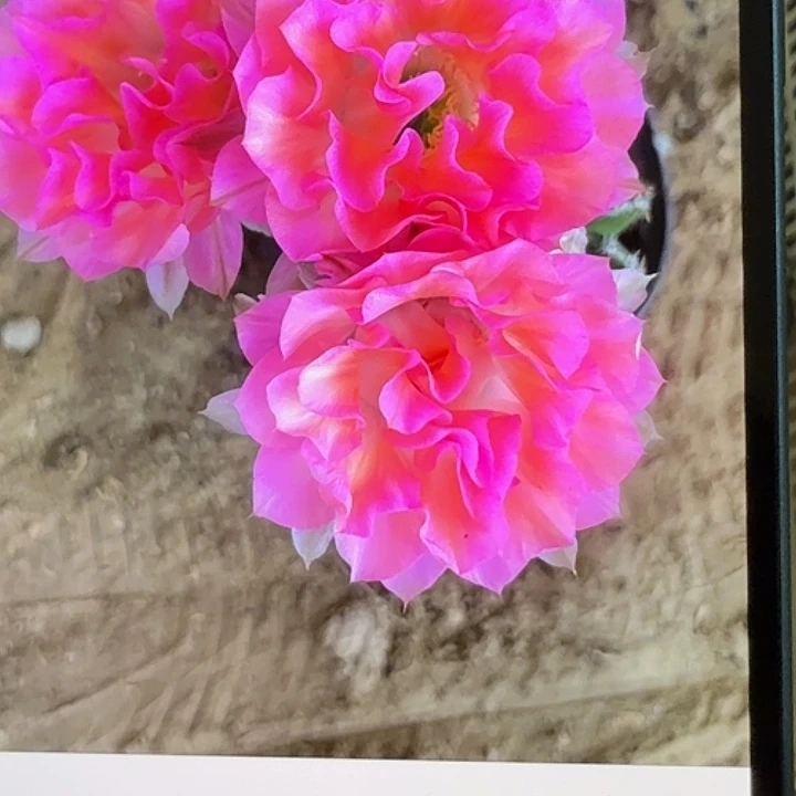 仙人球彩草侧芽歪g4132徒处理