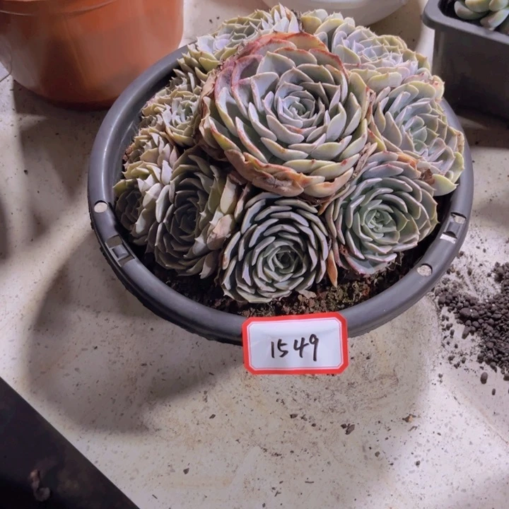 圈****?1549天赐多肉植物