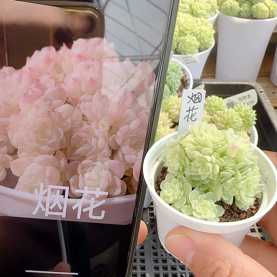 【闪购商品】0917-41（烟花）